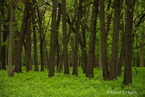 Stand of trees in green foliage